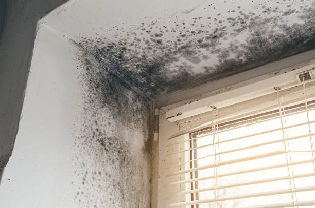 Mold Remediation service in Bunnlevel, Bunnlevel, NC